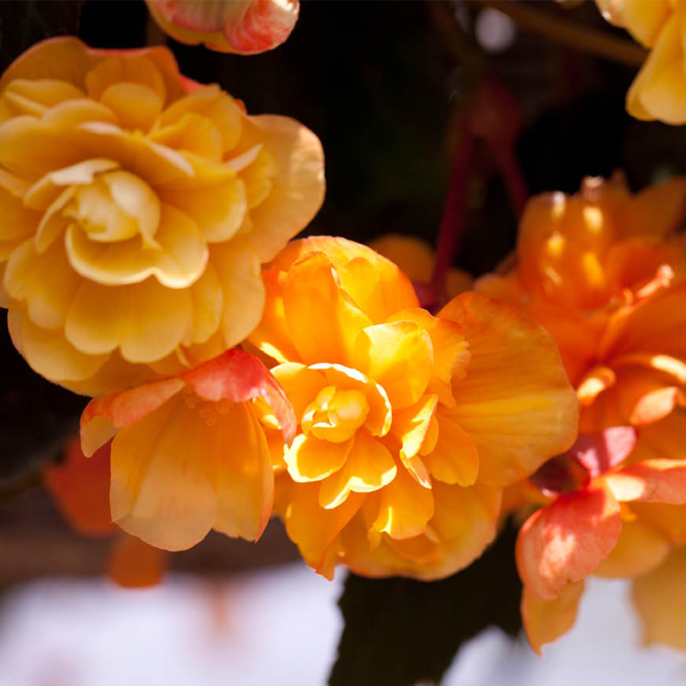 YouGarden Preplanted Begonia Apricot Shades Rattan Hanging Basket 28cm 2 Pack Image 1