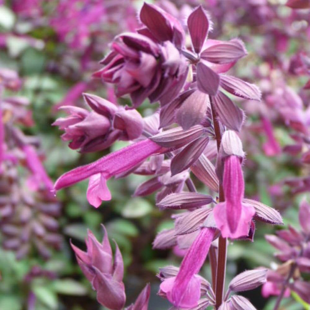 Thompson and Morgan Salvia Love and Wishes Plant Pot 2L Image 1