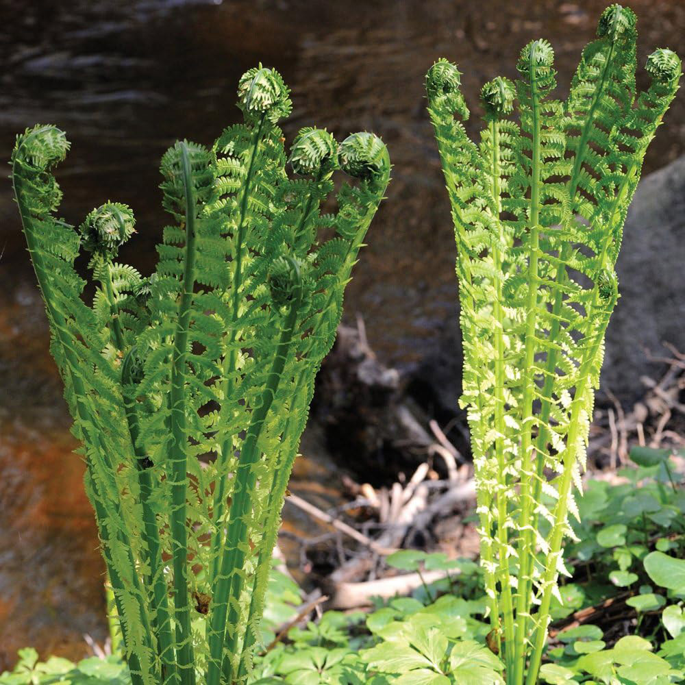 Thompson and Morgan Shuttlecock Fern Plant Pot 9cm 2 Pack Image 3