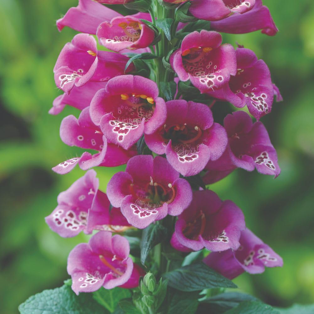 Thompson and Morgan Foxglove Digitalis Purpurea Purple Carousel Seed Packet Image 2