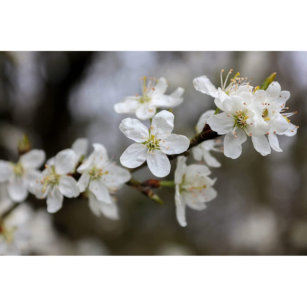 Inspirational Gifting Wild Cherry Bare Root Hedge Plant Sapling 2-3ft 5 Pack Image 4