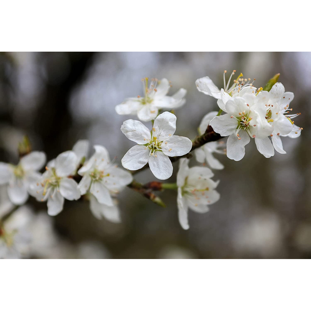Inspirational Gifting Wild Cherry Bare Root Hedge Plant Saplings 3-4ft 20 Pack Image 4
