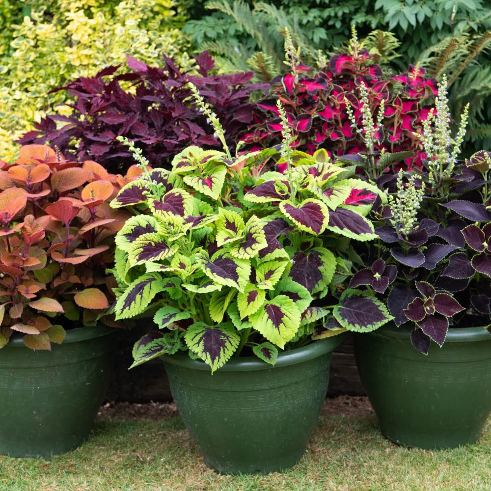 Thompson and Morgan Coleus Mixed Garden Ready Plant 30 Pack Image 4
