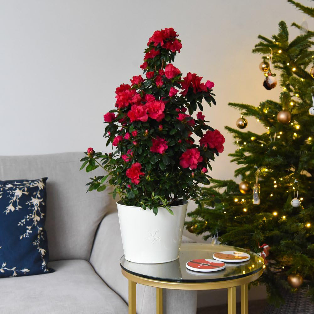 Thompson and Morgan Christmas Gift Azalea Red Pyramid Tree Plant Pot 17cm Image 4