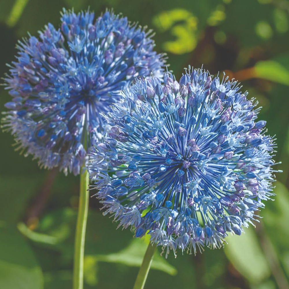 Thompson and Morgan Allium Blue Drumstick Planting Bulb 40 Pack Image