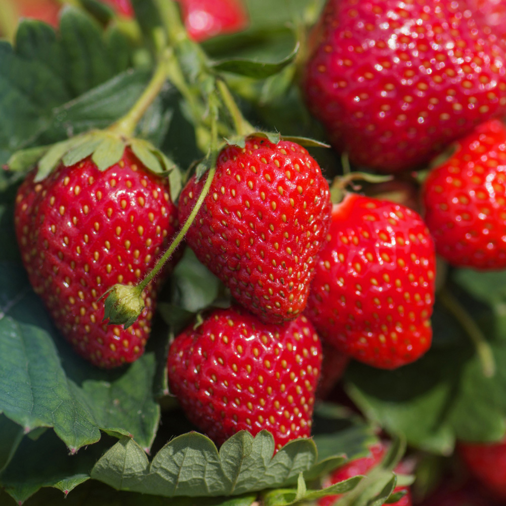 Thompson and Morgan Strawberry Malling Centenary Bare Root 24 Pack Image 1