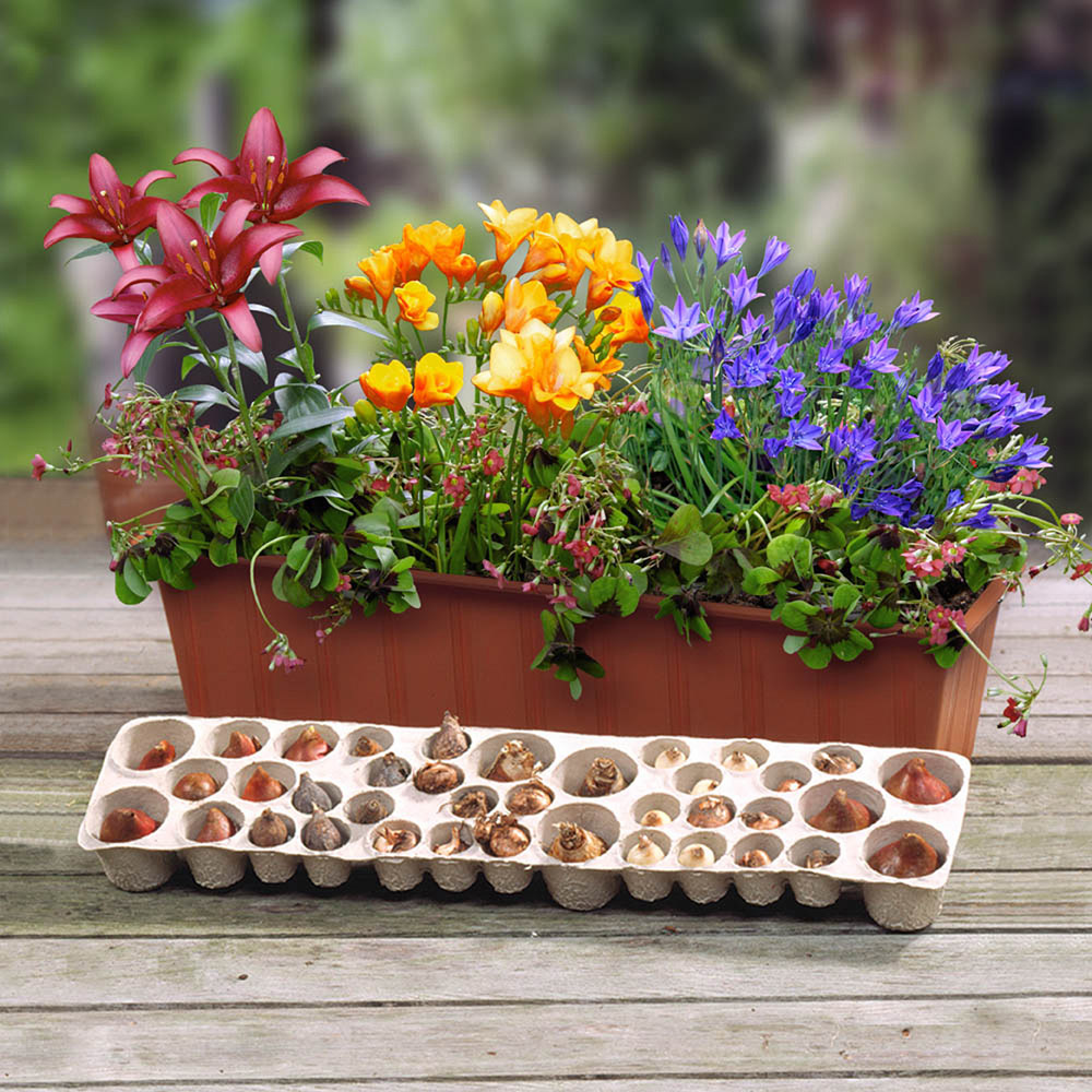 wilko Plant-o-Mat Balcony Beauty 5 Mixed Varieties Bulbs 38 Pack Image 1