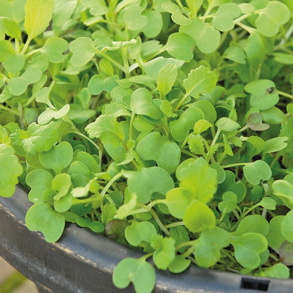 Thompson and Morgan Salad Leaves Stir Fry Mixed Seeds Image
