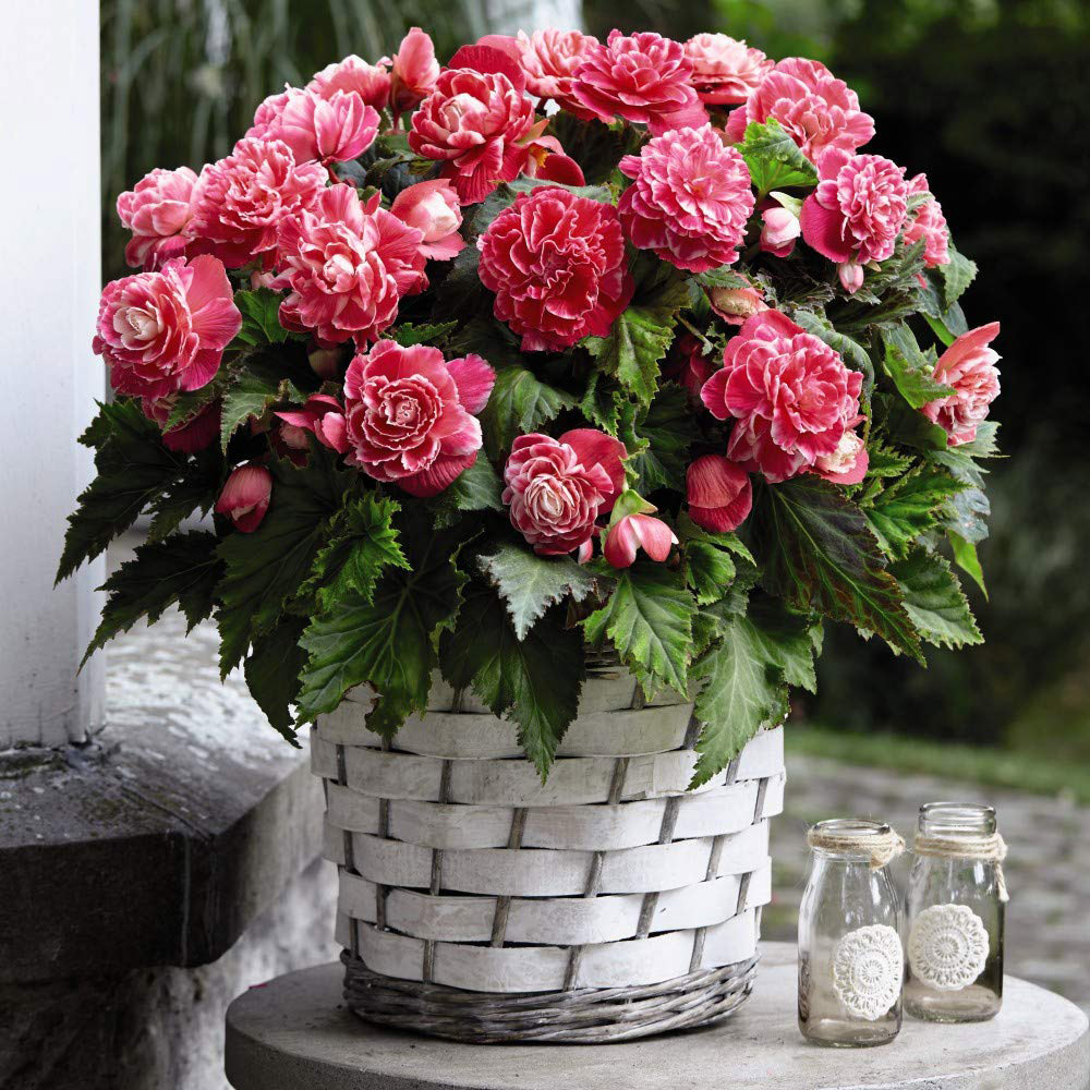 Thompson & Morgan Begonia Camelia Tuber 10 Pack Image 2
