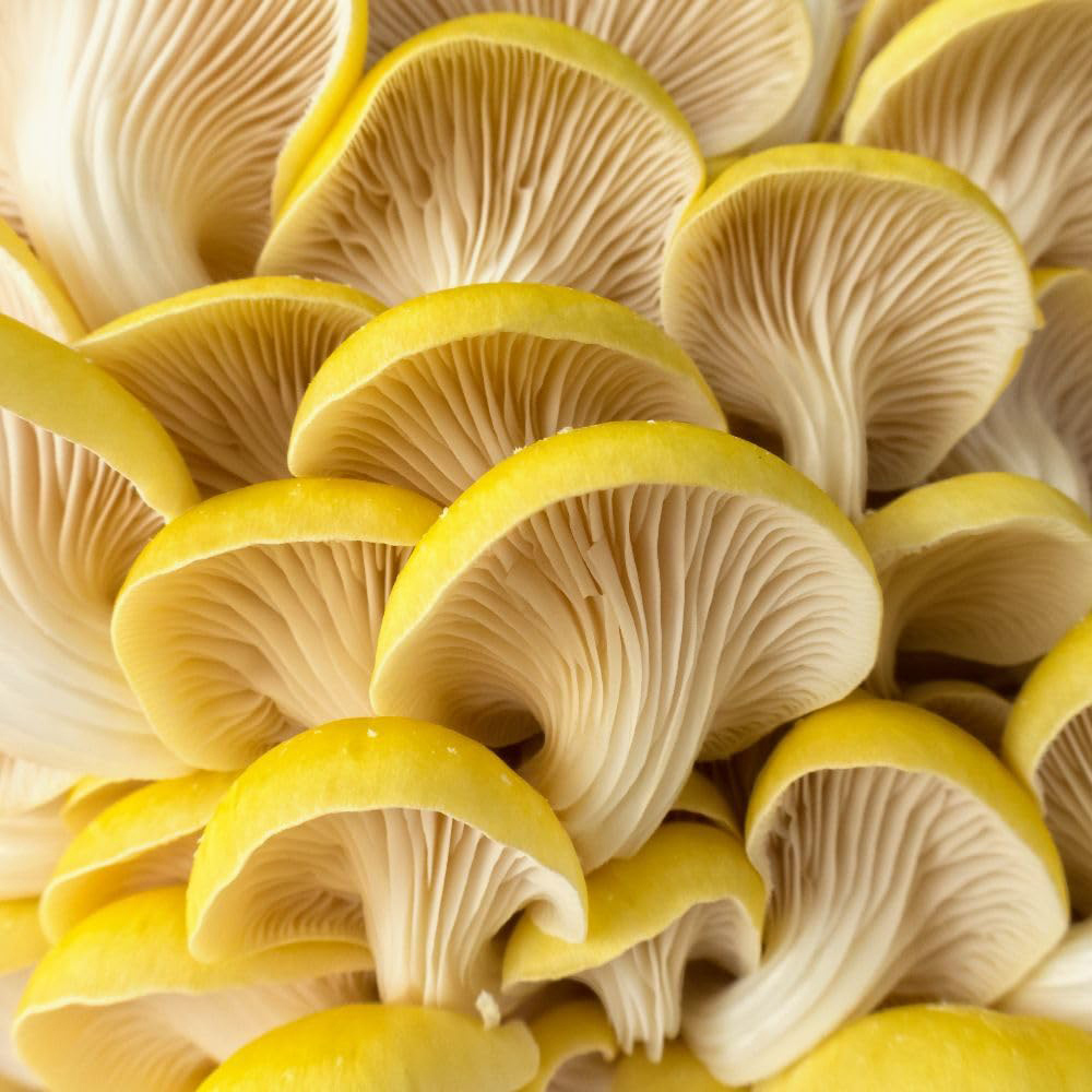 Thompson and Morgan Gift Yellow Oyster Mushroom Prepack Windowsill Kit 3L Image 2