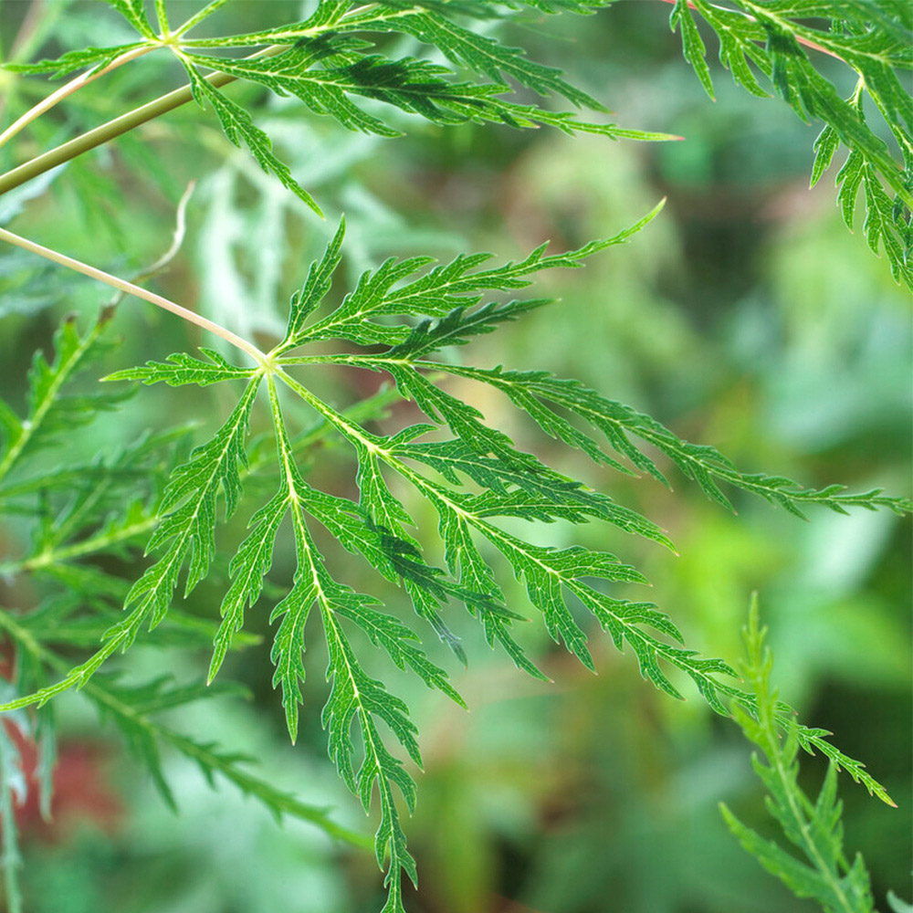 YouGarden Acer Palmatum Emerald Lace Plant Pot 10.5cm Image 1