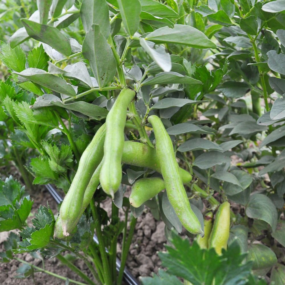 Thompson and Morgan Broad Bean Vicia faba Vroma Seed Packet Image 2