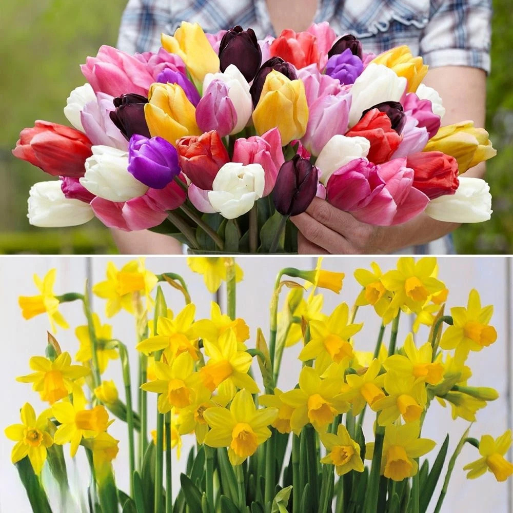 Thompson and Morgan Bestsellers Duo Planting Bulb 28 Pack Image 5