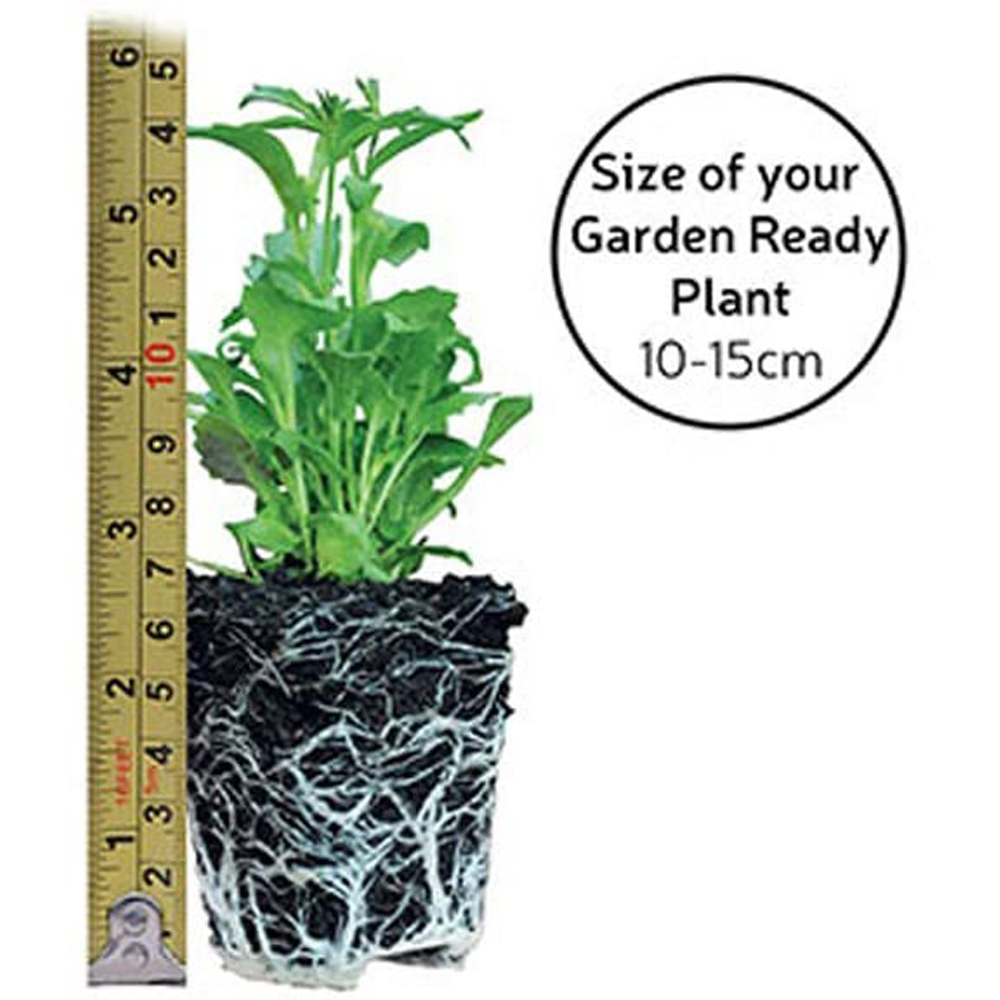 Thompson and Morgan Zinnia Zesty Garden Ready Plant 30 Pack Image 5