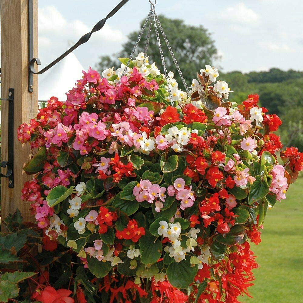 Thompson and Morgan Nurserymans Choice Hanging Basket Mixed Postiplug Plants 100 Pack Image 4