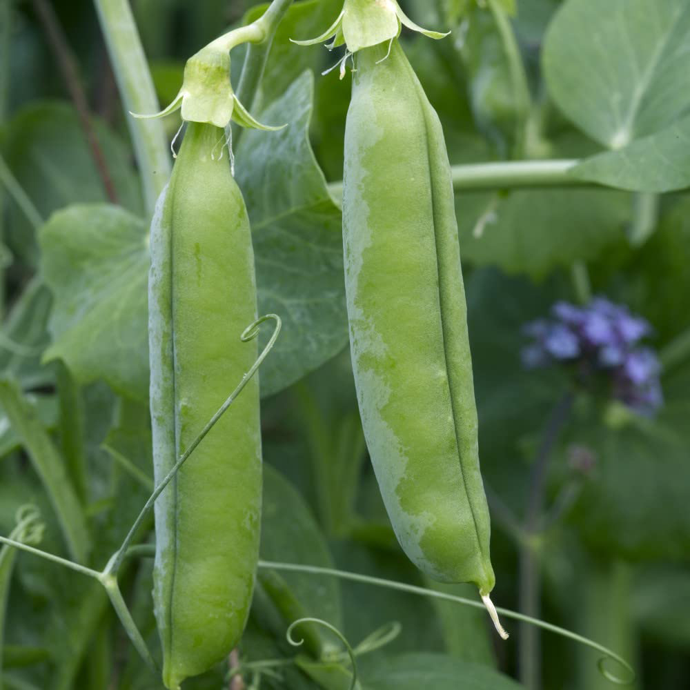 Thompson & Morgan Pea Oasis Seeds Image 1
