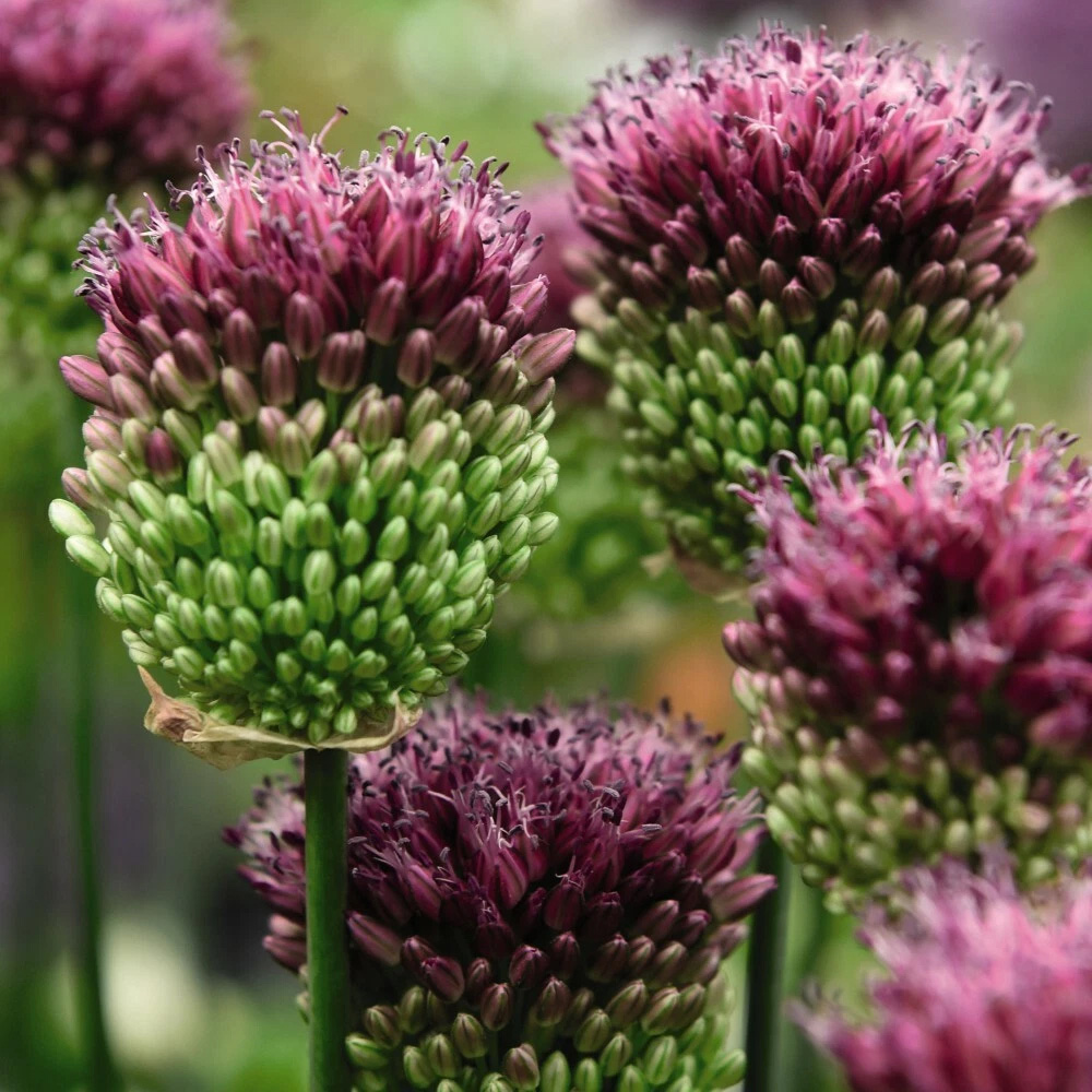 Thompson and Morgan Allium Drumstick Planting Bulb 80 Pack Image 2