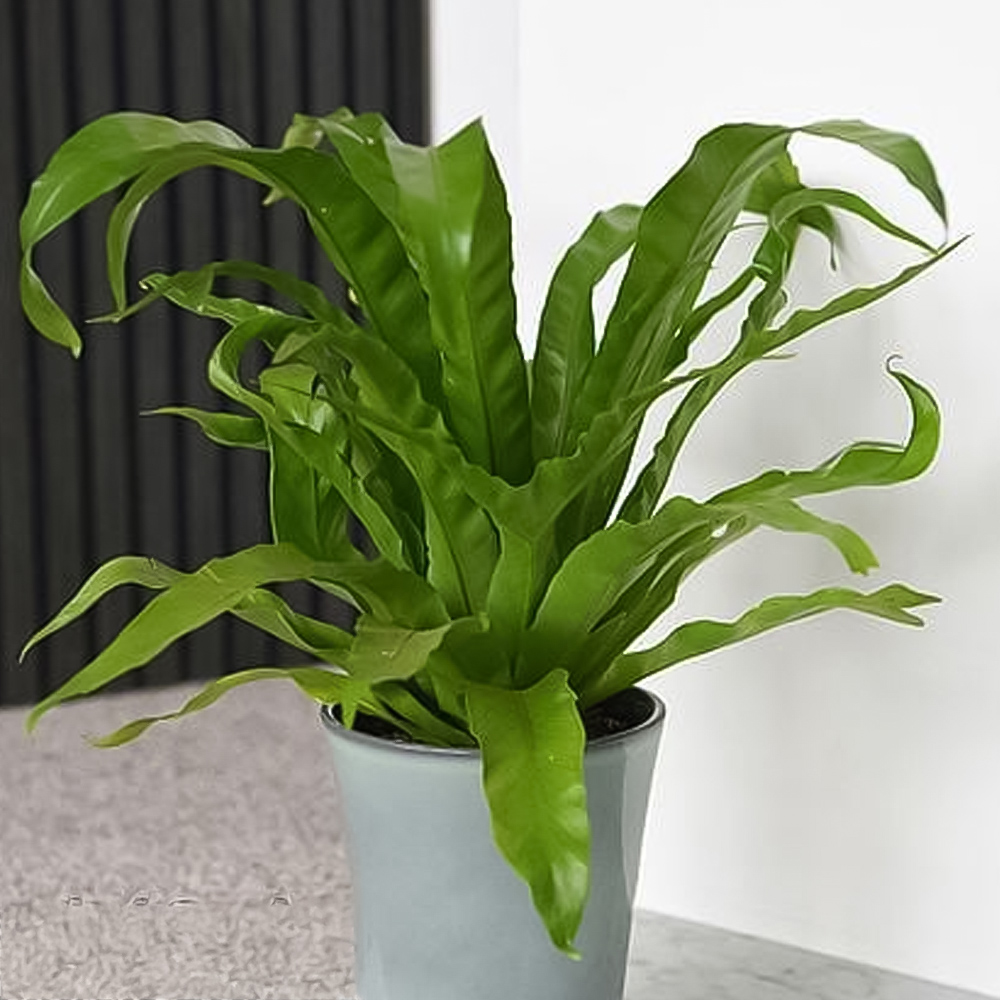 Thompson and Morgan Asplenium Antiquum Potted Plant 12cm Image 1