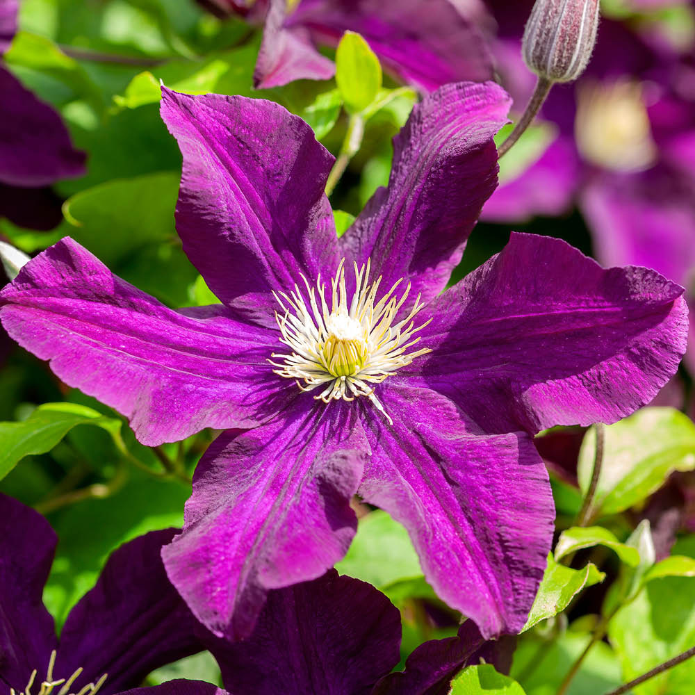YouGarden Clematis Summer Collection Plant Pot 9cm 3 Pack Image 3