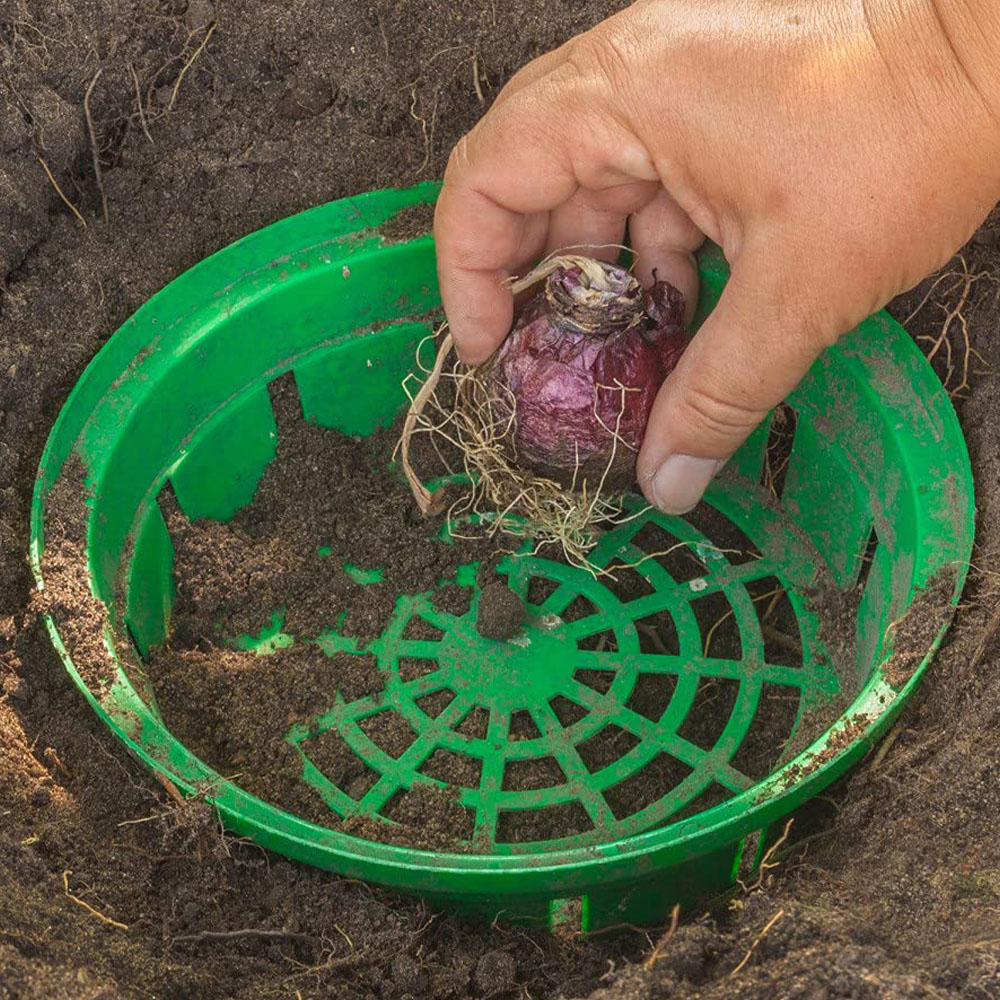 Thompson and Morgan Lily Pretty Woman Planting Bulb 5 Pack with Planting Bulb Basket Image 5