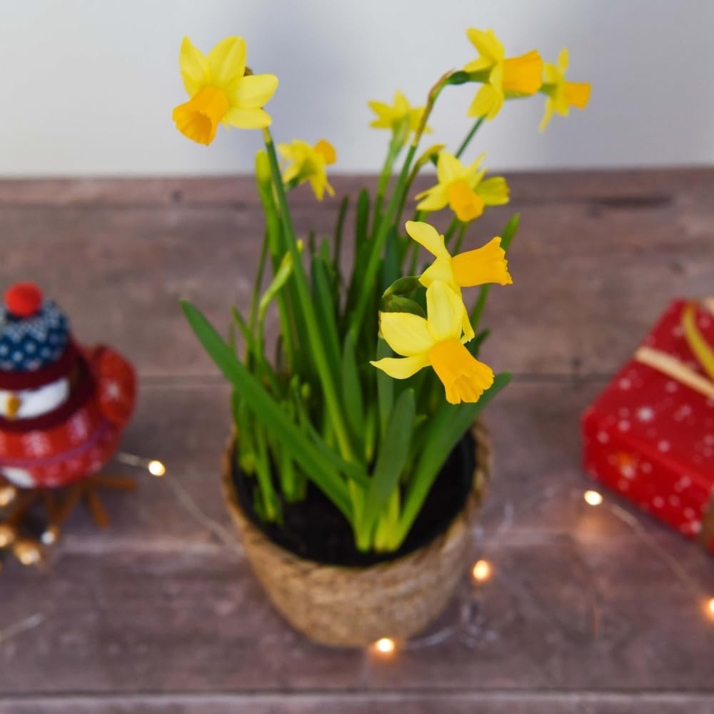 Thompson and Morgan Christmas Gift Narcissus Flower Basket 14cm 2 Pack Image 2