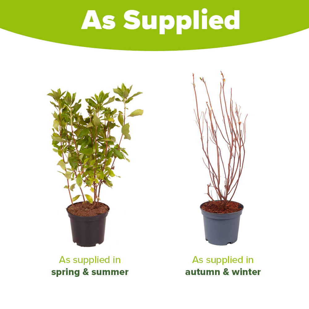 YouGarden Clethra Alnifolia Pink Spire Summersweet Bush Plant Pot 3L Image 3