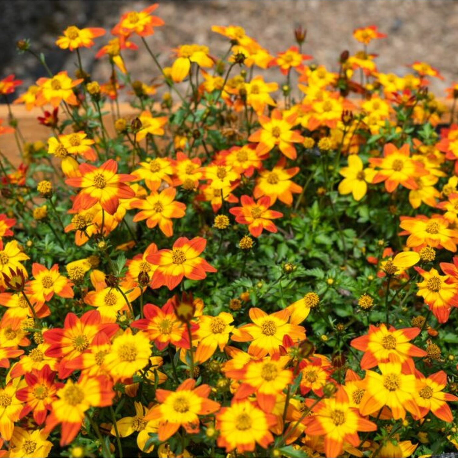 Bidens Mix - Yellow and Orange Image