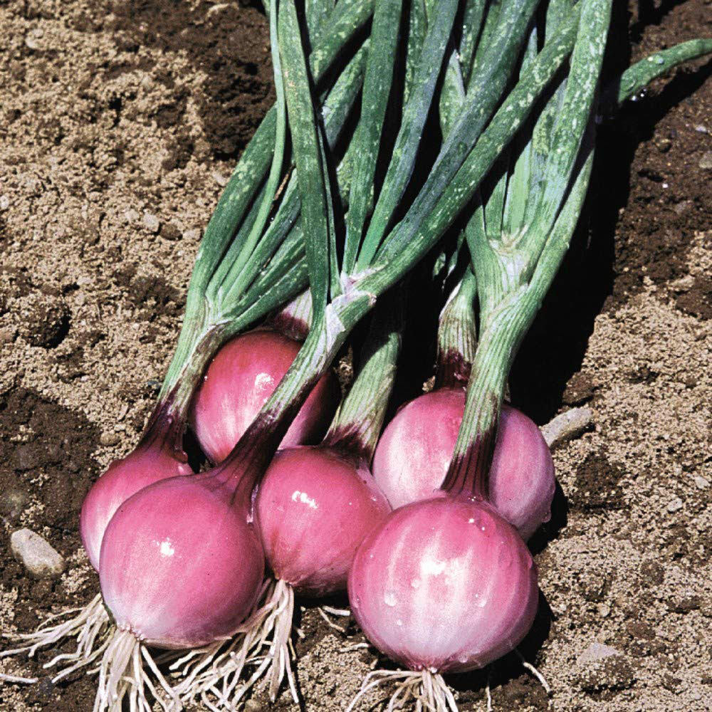 Thompson and Morgan Spring Onion Purplette Seeds Image 1