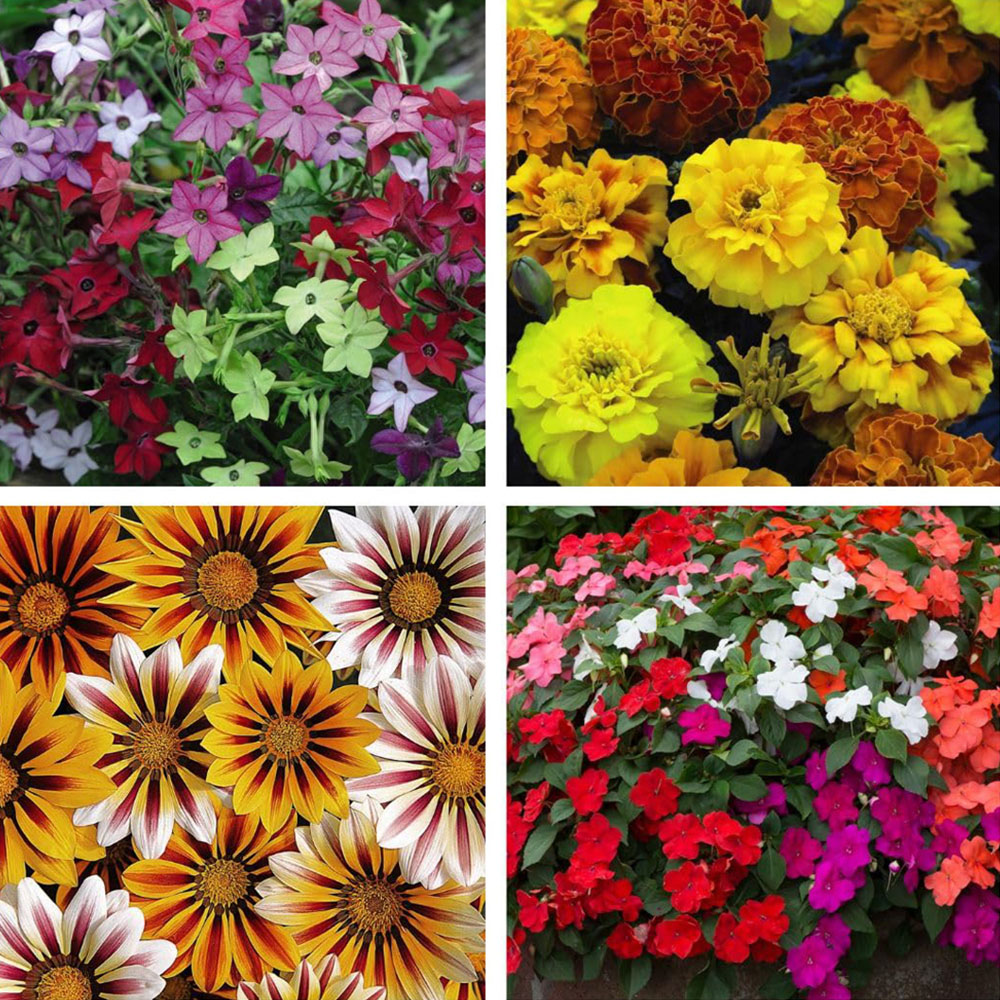 Thompson and Morgan Garden Ready Bedding Collection Garden Ready Plant 60 Pack Image 1