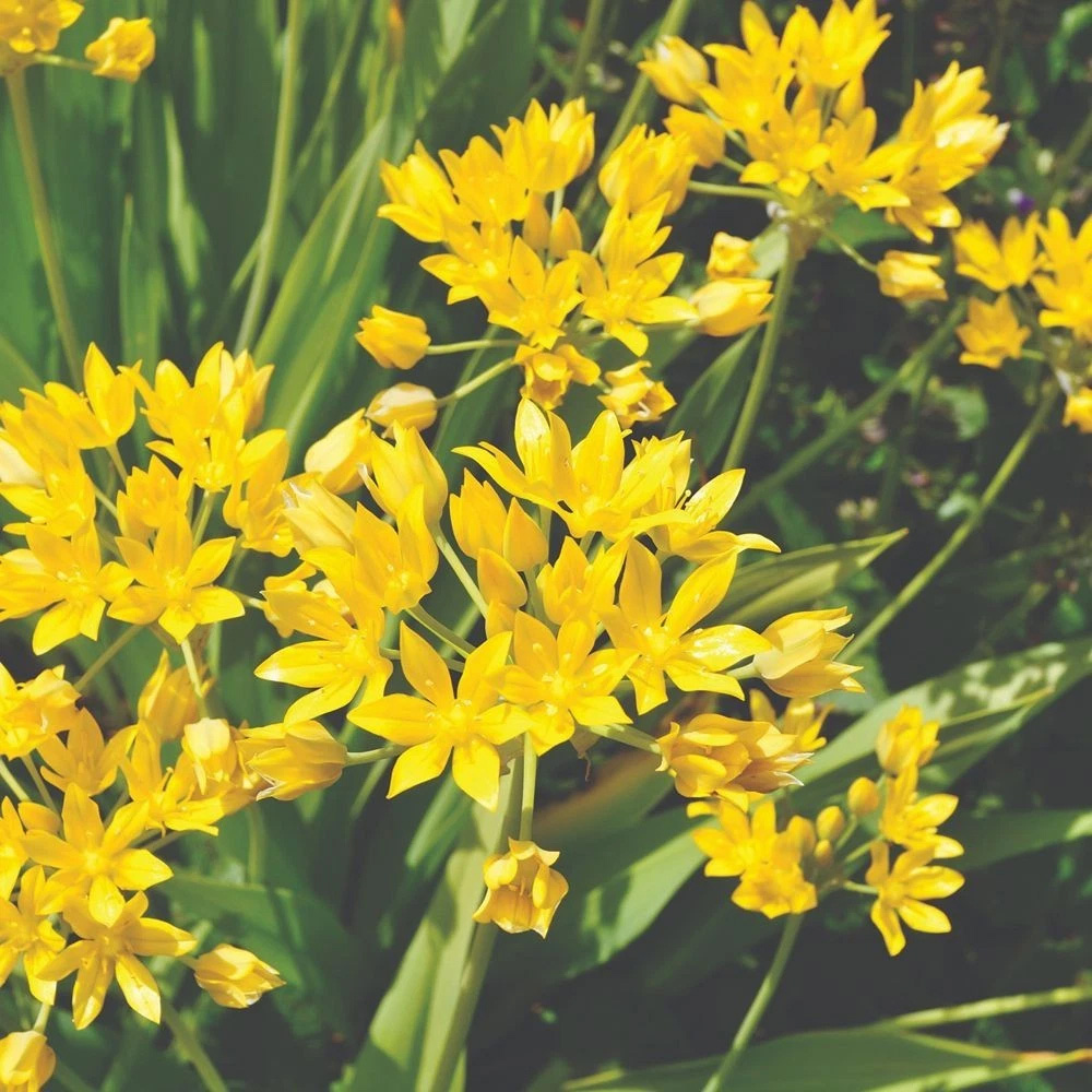 Thompson and Morgan Mixed Spring Planting Bulb 100 Pack Image 3