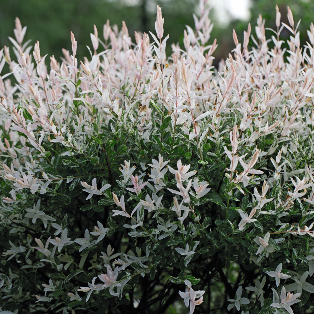 Thompson & Morgan 80cm Salix Flamingo Standard Stem Pot 21cm 2 Pack Image 1