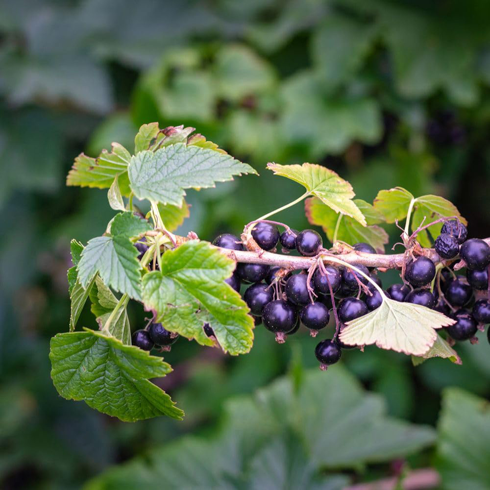 Thompson and Morgan Blackcurrant Ribes Ben Sarek Plant Pot 2L Image 3