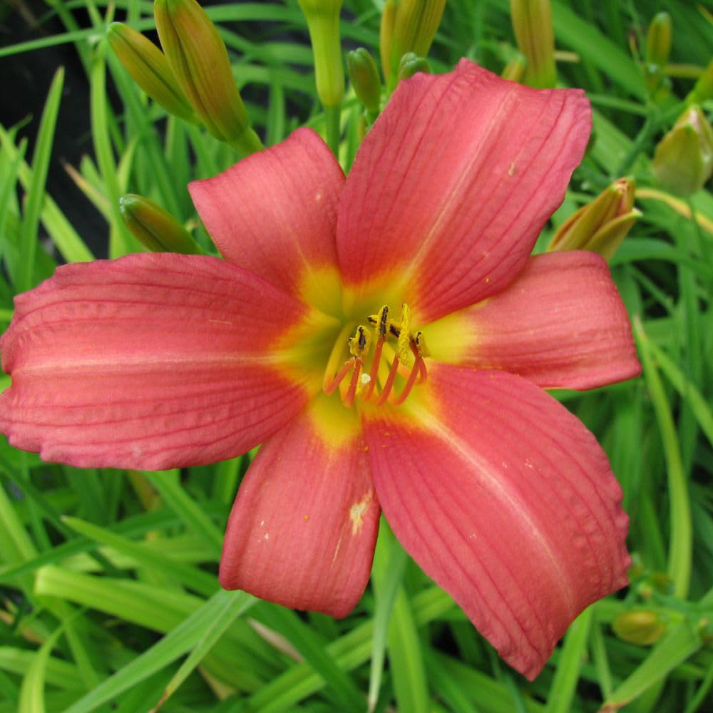 Thompson and Morgan Hemerocallis Pink Damask Plant Pot 9cm 2 Pack Image