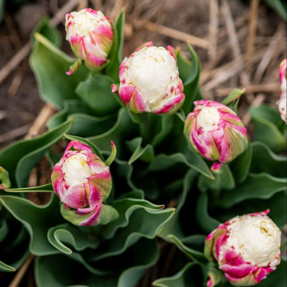 Thompson and Morgan Tulip Ice Cream Planting Blub 5 Pack Image 2
