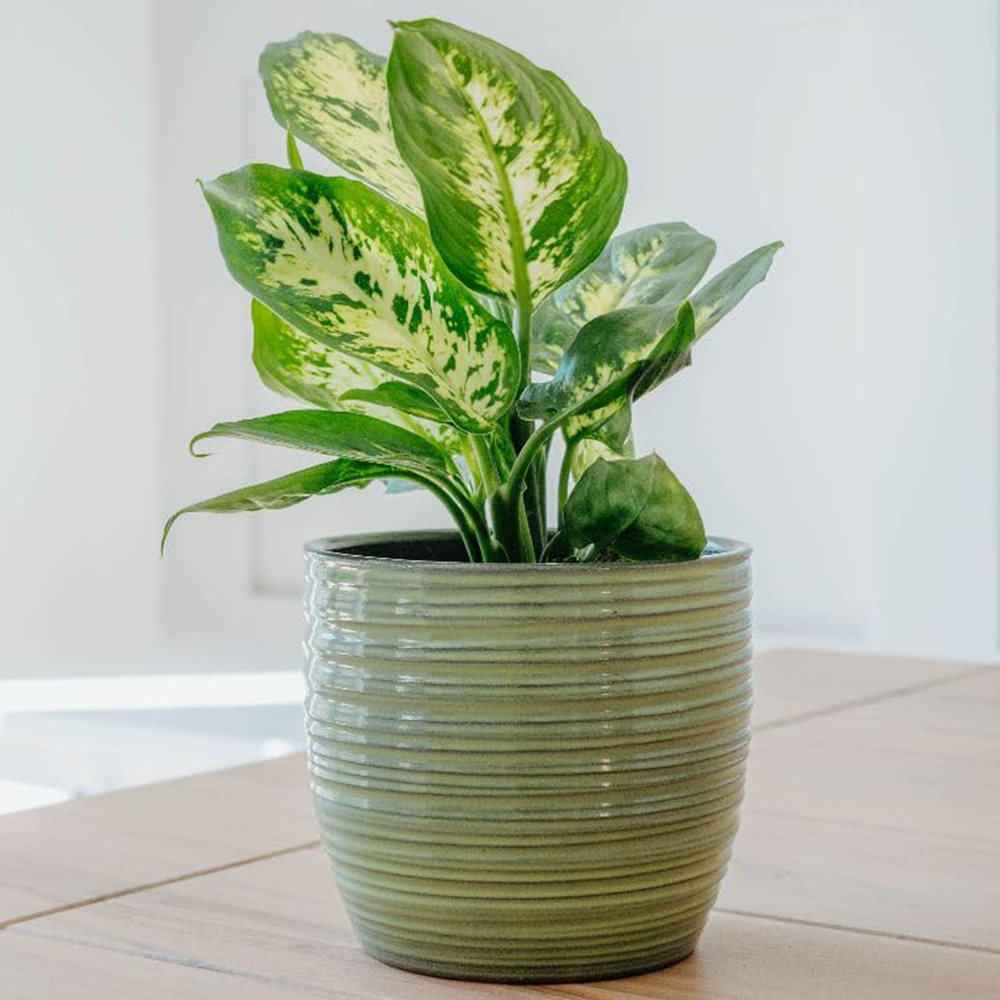 Thompson and Morgan Dieffenbachia Maculata Compacta Plant Pot 12cm 2 Pack Image 1
