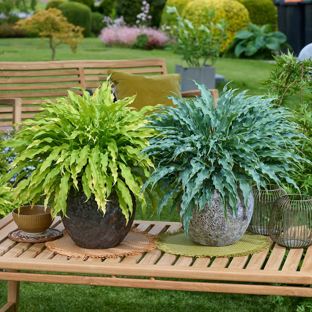 YouGarden Hosta Collection Plant in Pot 12cm 2 Pack Image 1