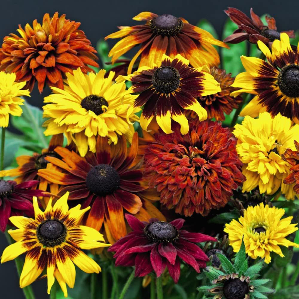 Thompson and Morgan Nurserymans Choice Annual Bedding Mixed Plant Plugs 6 Pack Image 7