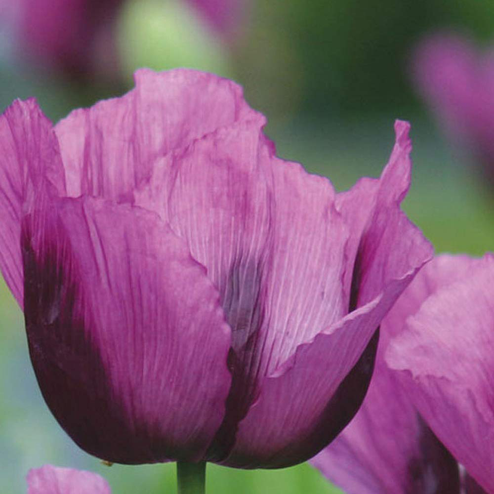 Thompson and Morgan Papaver Somniferum Hungarian Blue Seeds Image 2
