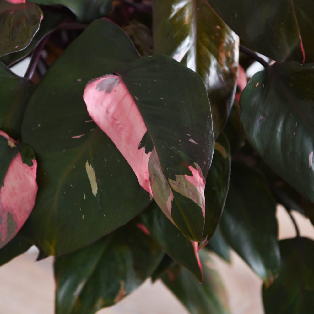 Thompson and Morgan Philodendron Erubescens Pink Princess Plant Pot 19cm Image 1