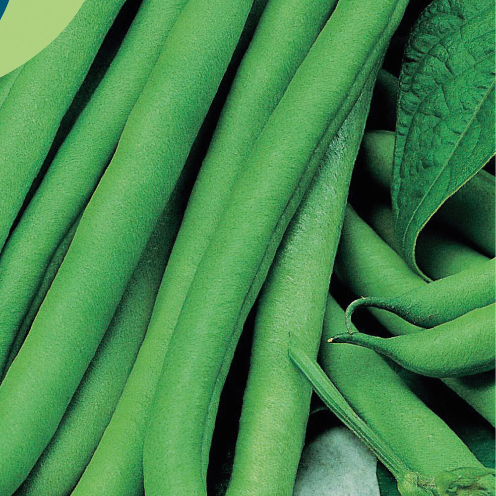 Climbing French Bean Isabe Seeds Image 2