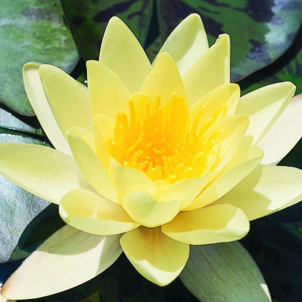 Thompson and Morgan Nymphaea Marliacea Chromatella Waterlily Plant Pot 1L 2 Pack Image