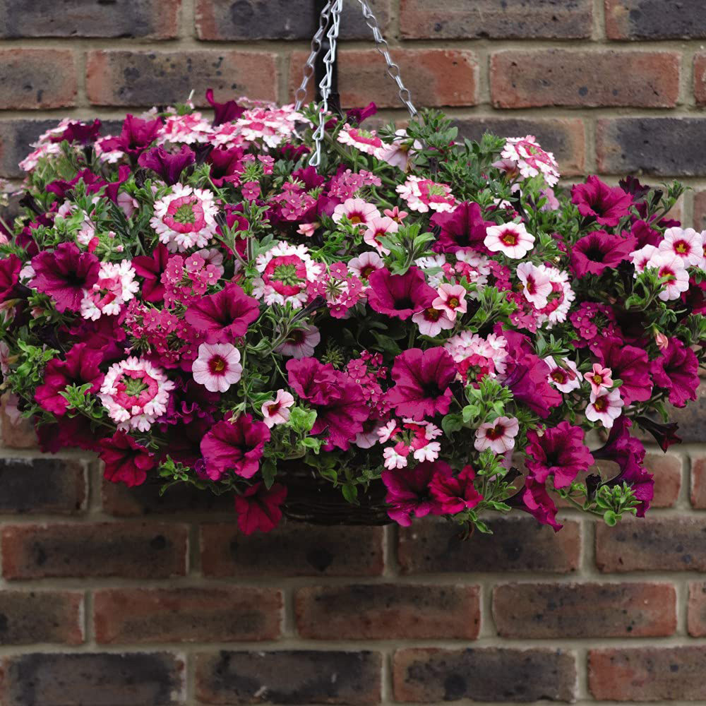 Thompson and Morgan Eton Mess Preplanted Hanging Basket 25cm Image 1