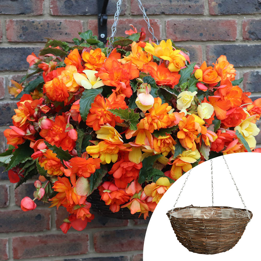 wilko Begonia Apricot Shades Rattan Hanging Basket Image 3