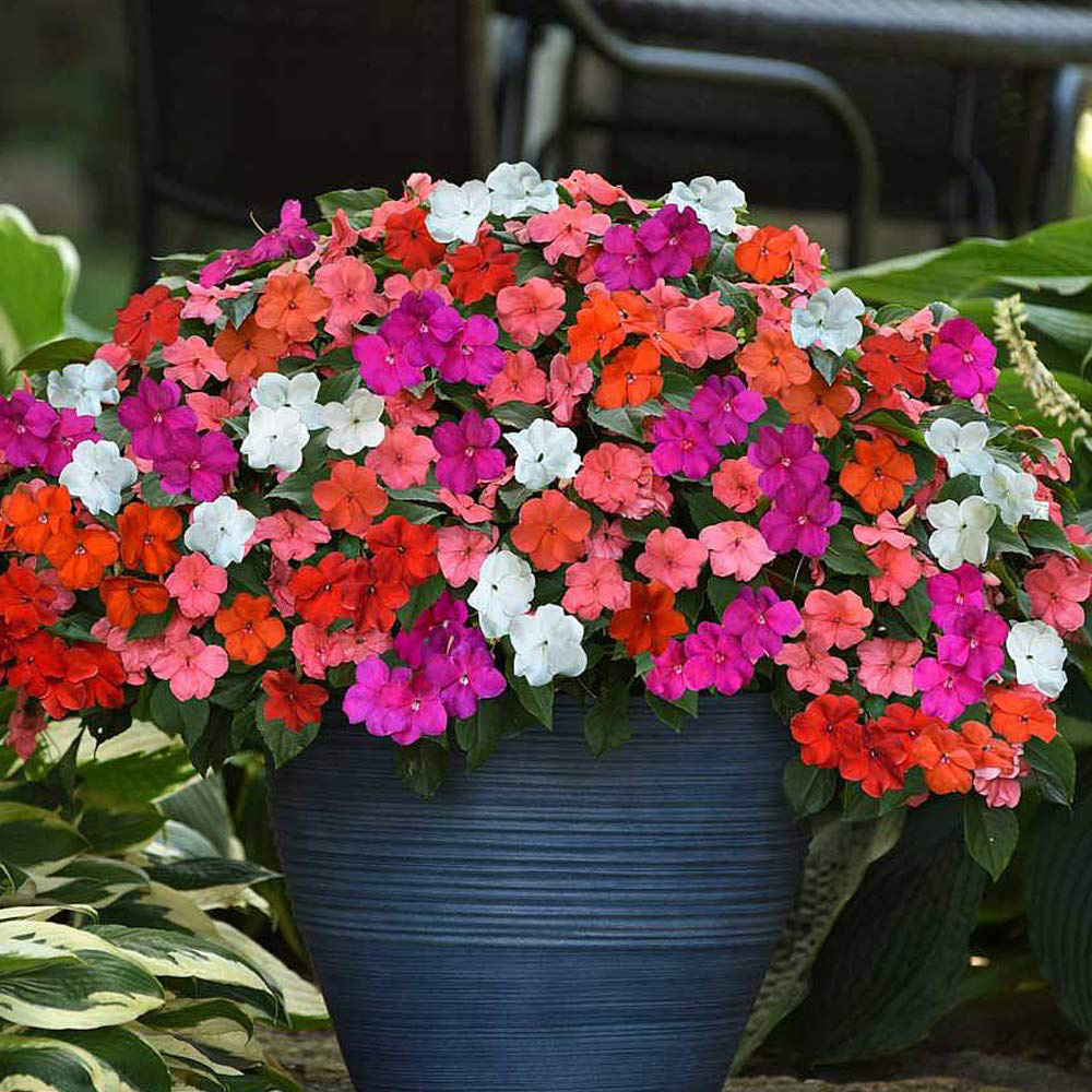 Thompson and Morgan Impatiens Busy Lizzie Beacon Mix Plant Plug 12 Pack Image 4