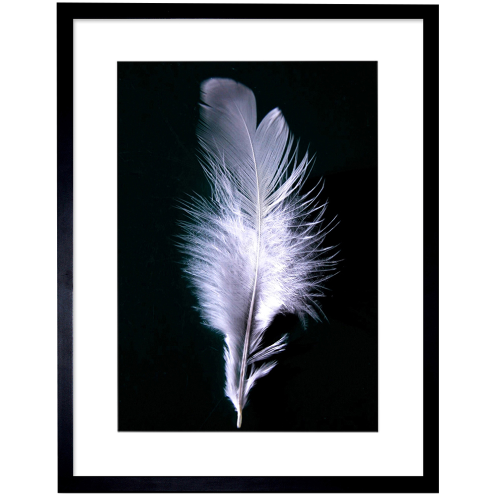 Wee Blue Coo Black and White Photo Bird Feather Framed Wall Art Print 30 x 41cm Image 1