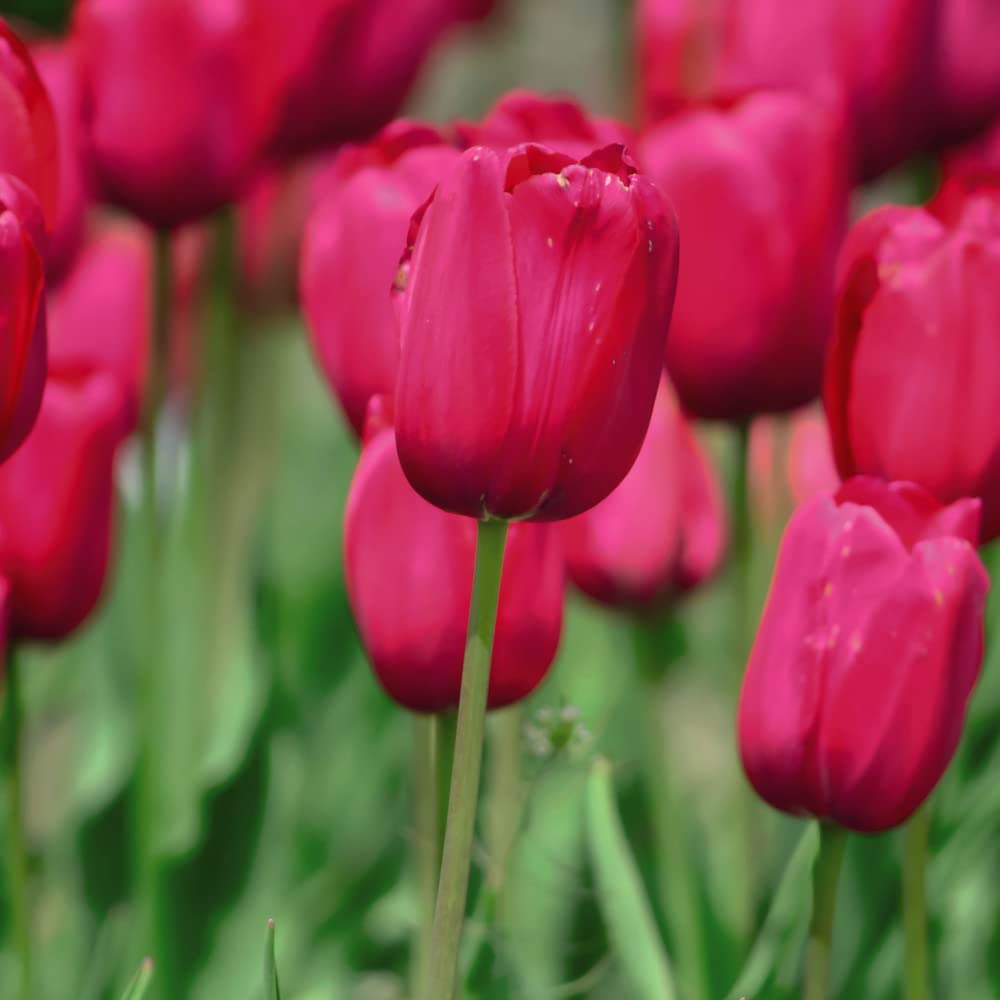 Thompson and Morgan Tulip Barcelona Planting Bulb 16 Pack Image 1