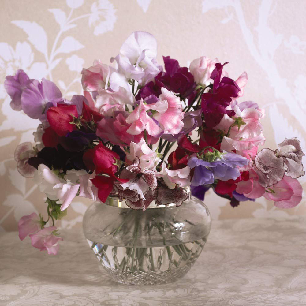 Thompson and Morgan Sweet Pea Lathyrus Sweet Dreams Deep Rooted Mixed Plant Plug 12 Pack Image 4