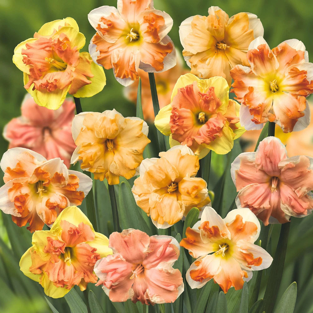 Thompson and Morgan Daffodil Rainbow Butterfly Mixed Spring Planting Bulb 16 Pack Image 2