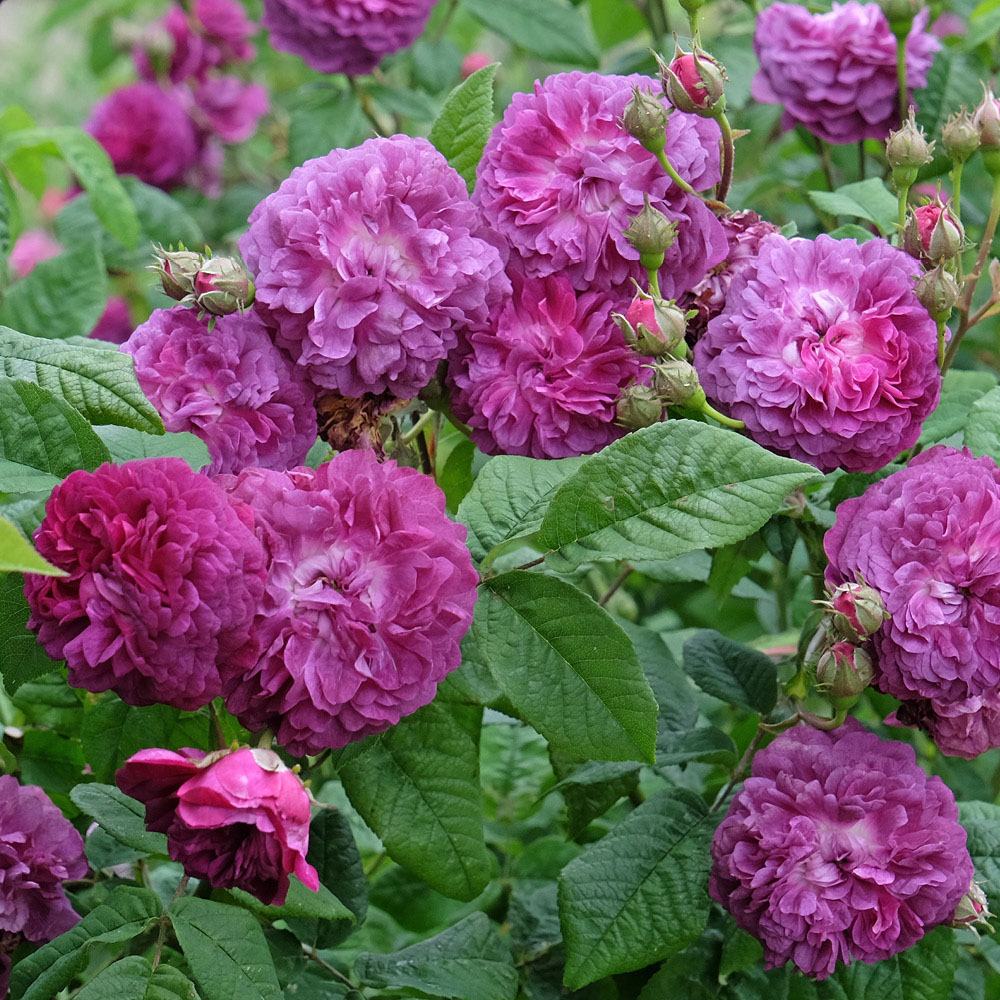 YouGarden Rose Cardinal De Richelieu Bare Root Image 3