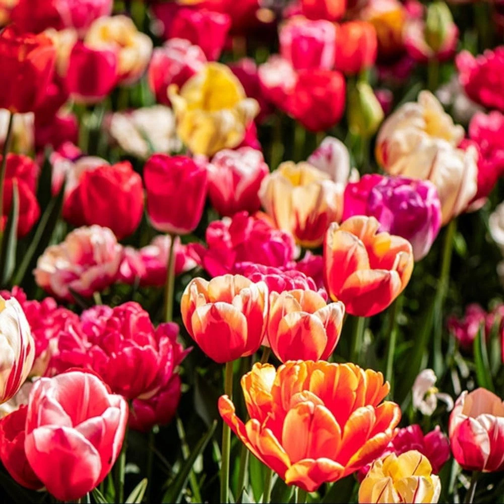 Thompson and Morgan Tulip Cutting Mixed Planting Bulb 40 Pack Image 5